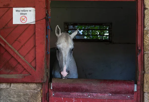 Horse headshot in equestrian club, closeup, daylight
