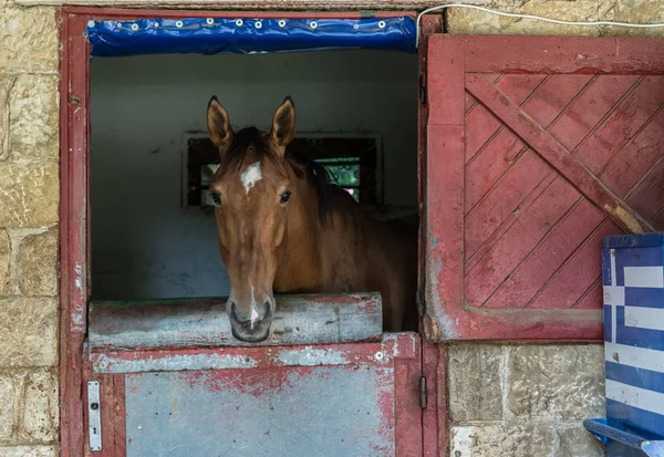 Cavalo headshot no clube equestre, close up, luz do dia Imagens Royalty-Free