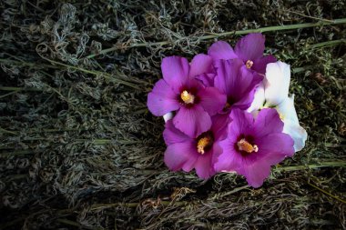 Menekşe çiçekleri ve pelin yakın