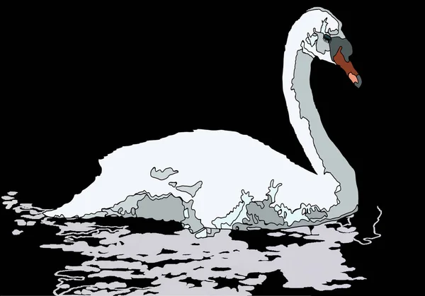 Weißer Schwan Schwimmt Wasser Des Sees — Stockfoto