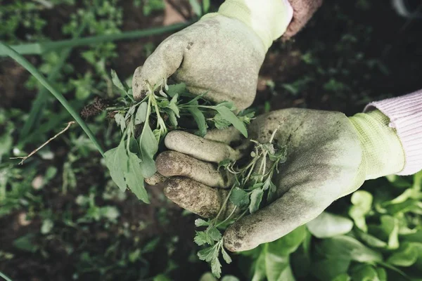 hands of farmer with vegetables