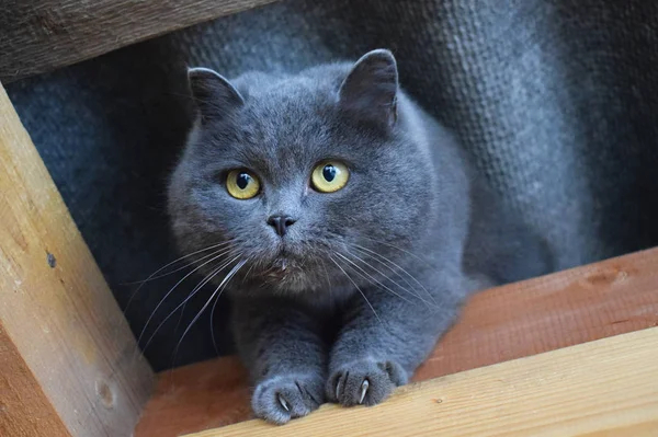çatı altında gri kedi