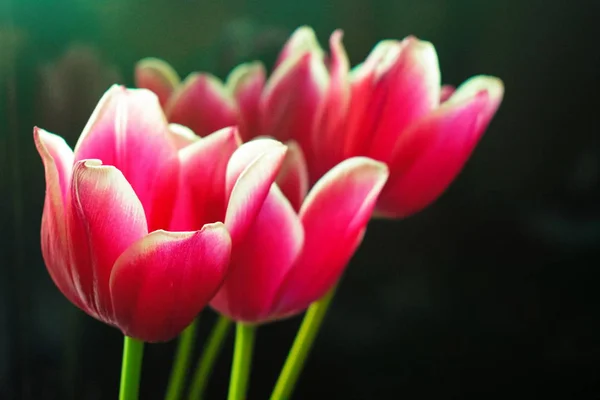 Bir buket pembe lale.