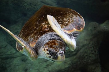 büyük yüzme deniz kaplumbağası