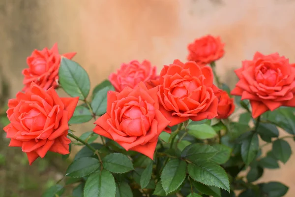 Rose Rosa Giardino — Foto Stock
