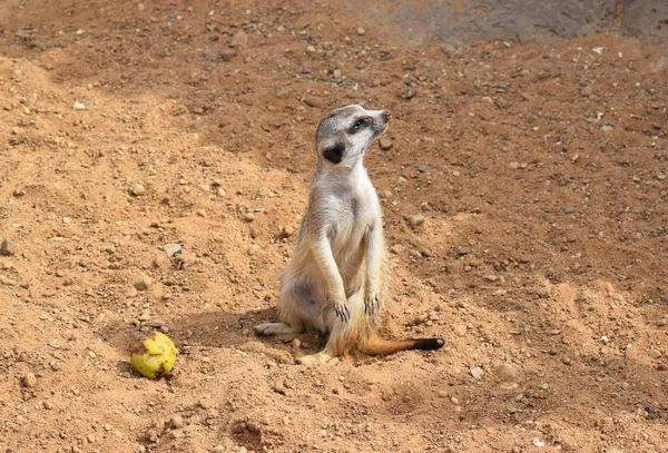 hayvanat bahçesinde üzgün meerkat