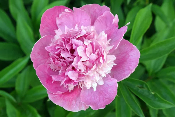 Bahçede pembe şakayık