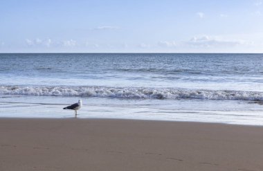 Arka planda mavi gökyüzü ve beyaz bulutlar ile sakin bir plajda bir martı