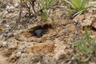 Scarab yuvasını inşa etmek için.