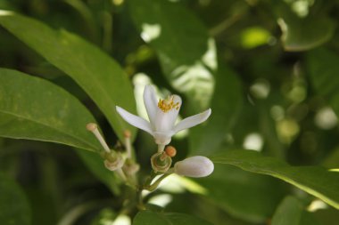 White flower of orange trees