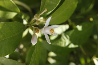White flower of orange trees