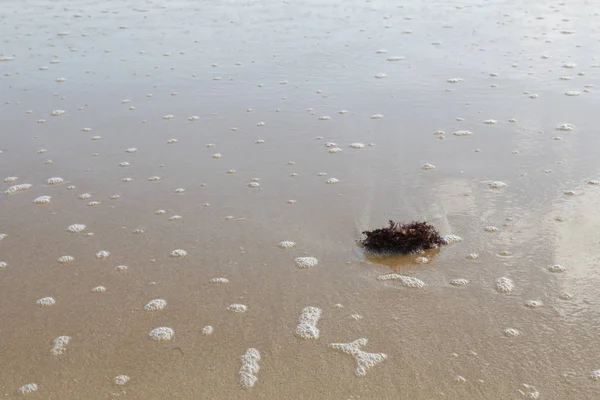 Seaweed Sandy Bottom — Stock Photo, Image