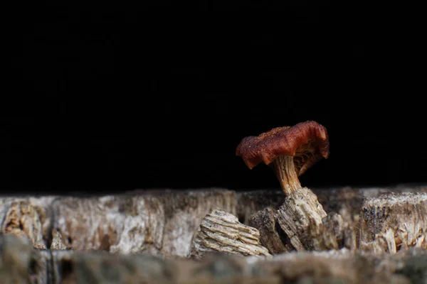 Pequeno Cogumelo Que Nasce Tronco Uma Árvore Cortada Permitindo Assim — Fotografia de Stock