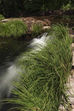 Barajın taşları arasında yetişen yeşil bitkilerle çevrili kristal su bir çağlayan.