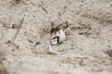 Bir salyangozun kabuğunun üstündeki bir bir wasp onunla beslenmek için.