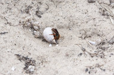 Bir salyangozun kabuğunun üstündeki bir bir wasp onunla beslenmek için.