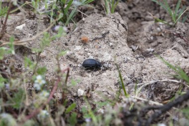 Beetle topları yapmak için kabukları bulmak için alanda gübre rulo.