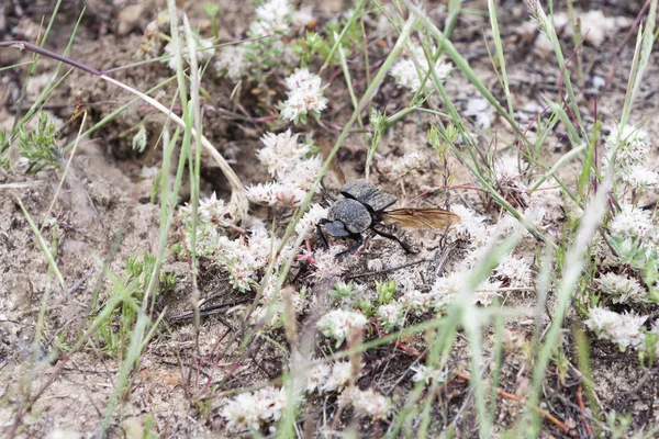 Beetle Rolls Wings Crap Open Take Flight — Stock Photo, Image