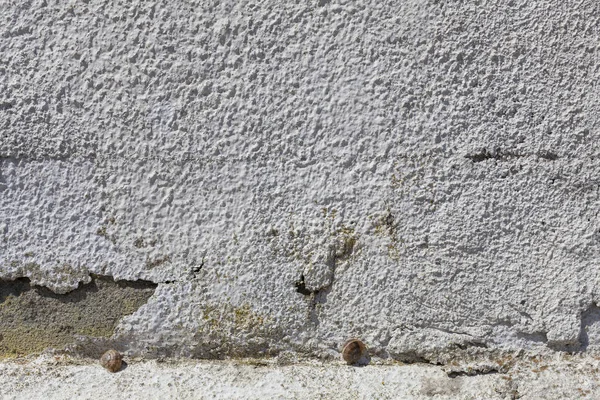 Two snails chose to sleep with each other on a rugged white wall.