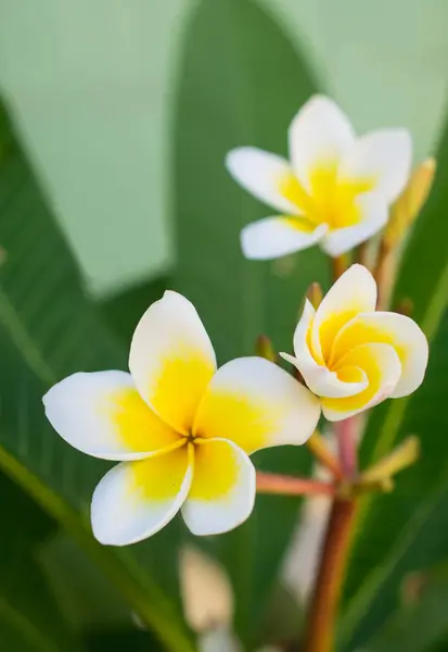 Gyönyörű trópusi Plumeria Frangipani fehér és sárga virágok — Stock Fotó