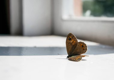 Evin içinde içinde eski pencere pervazına üzerinde çok renkli kelebek.