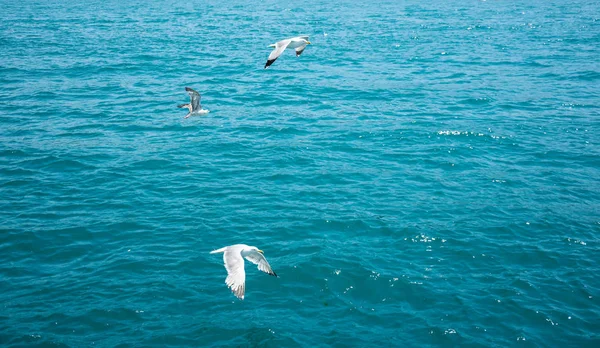 Three seagulls flying over blue sea, background — Stock Photo, Image