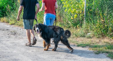 Parkta bernli bir dağ köpeğiyle yürüyen iki adam