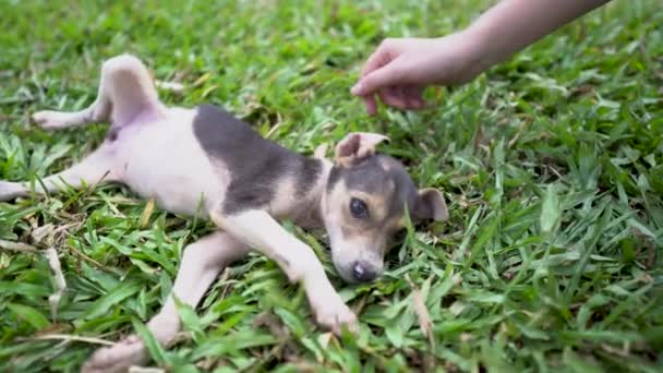 Cachorro en el césped en el jardín — Vídeos de Stock