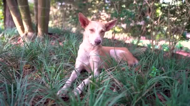 Streunender Hund auf dem Rasen im Park — Stockvideo