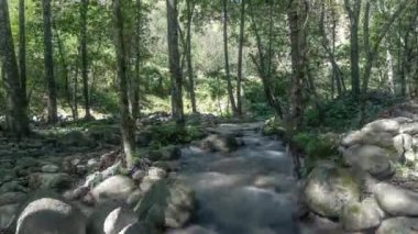 Himalayalar Ormanı 'ndaki nehir 4k.
