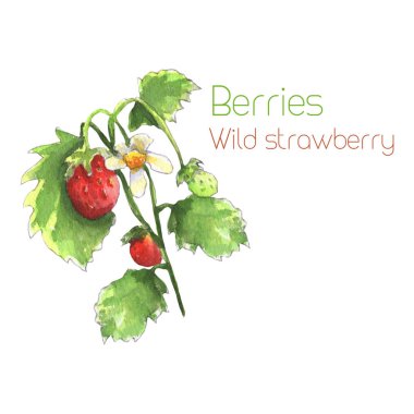 yabani çilek tesisi