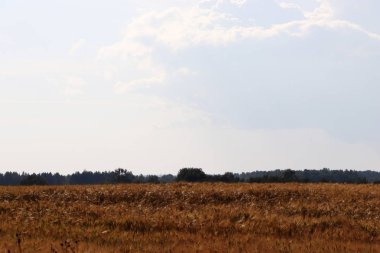 buğday tarlası. İnsanlık tarihinin en önemli tahılı. Yaz manzarası