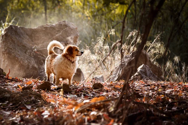 Белая Собака Солнечными Лучами — стоковое фото