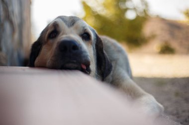 İspanyol mastiff yatarken