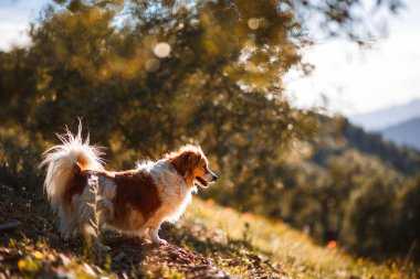 Çiçek ve manzara ile bir alanda küçük beyaz ve kahverengi köpek