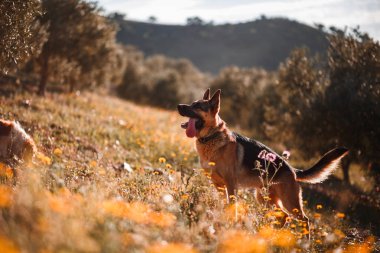 Sarı çiçek ve zeytin ağaçları alanında oynayan Alman çoban