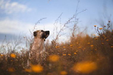 Sarı çiçek bir alanda Köpek İspanyol mastiff