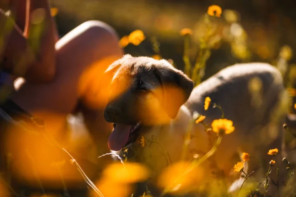 Щенок испанский мастиф в поле желтых цветов — стоковое фото