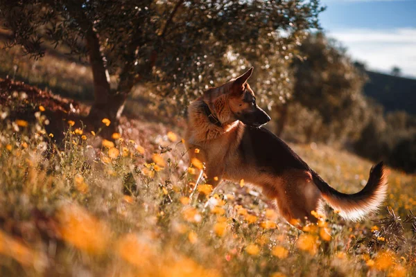 Немецкая овчарка играет на поле из желтых цветов и оливковых деревьев — стоковое фото