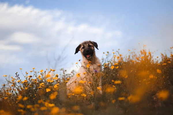 Щенок испанский мастиф в поле желтых цветов — стоковое фото