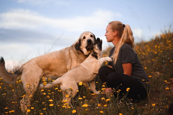 Blondes Mädchen spielt mit Welpe spanische Dogge in einem Feld von gelben Blumen — Stockfoto