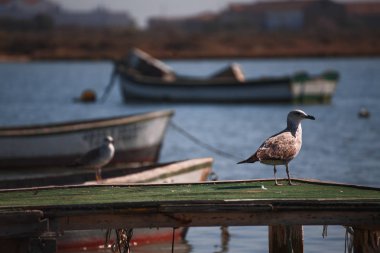 Su üzerinde tekneler arasında Martı