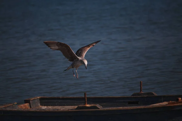 Seagull between boats on the water — Stock Photo, Image