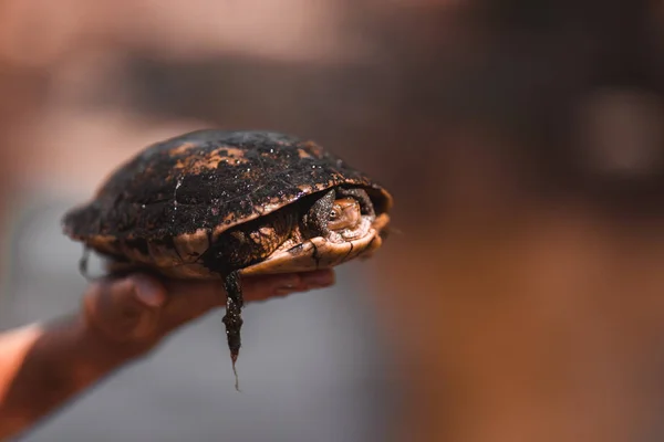 Schildkröte auf einer Hand mit verschwommenem Hintergrund — Stockfoto