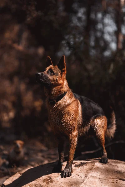 德国牧羊犬在岩石上向前看 — 图库照片