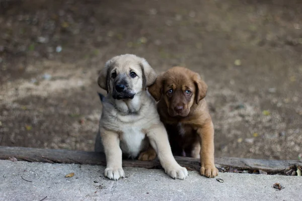 Español mastiff hermanos cachorros apoyado en un paso —  Fotos de Stock