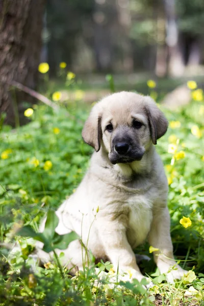 잔디와 노란 꽃에 앉아 스페인 마스티프 강아지 아래로 찾고 스톡 사진