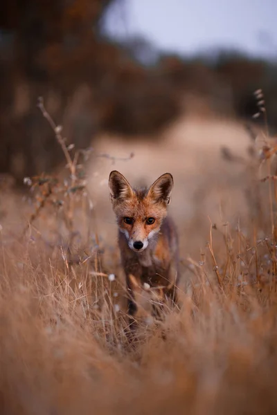 Испанский лис (Vulpes vulpes ) — стоковое фото