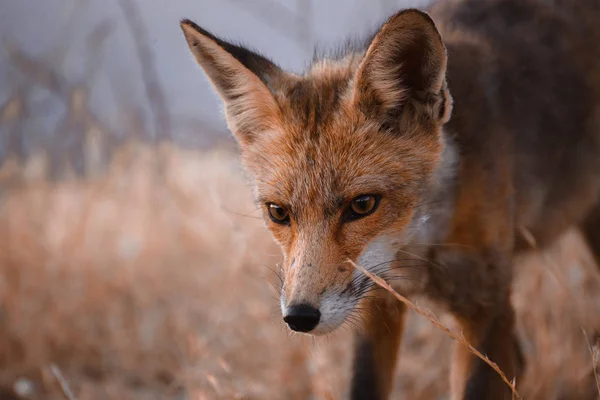 Spanischer Fuchs (vulpes vulpes)) — Stockfoto
