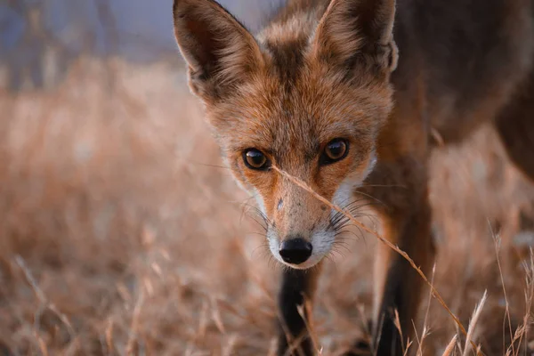 Spanyol róka (Vulpes vulpes)) — Stock Fotó